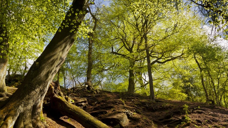 Beech trees in soft sunlight, amongst the woodlands of Alderley Edge